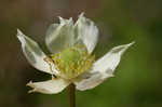 Tall thimbleweed